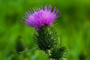 melk distel dichtbij omhoog, voor achtergrond, concept en illustratie, silybum Marianum, kaart foto