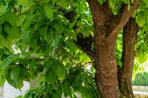 catalpa boom met bladeren, catalpa bignonioides, catalpa speciosa of sigaar boom foto