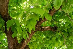 catalpa boom met bladeren, catalpa bignonioides, catalpa speciosa of sigaar boom foto