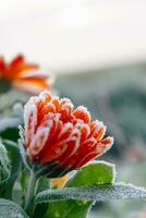 mooi bevroren oranje goudsbloem in winter, ochtend- vroeg vorst in platteland, calendula officinalis foto