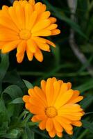 mooi oranje calendula officinalis bloem dichtbij omhoog in een tuin Aan een groen achtergrond foto