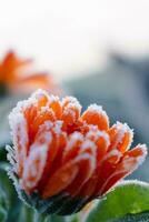 mooi bevroren oranje goudsbloem in winter, ochtend- vroeg vorst in platteland, calendula officinalis foto