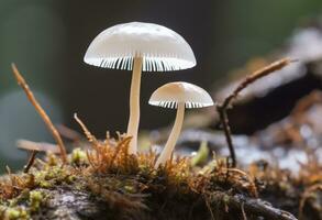 ai gegenereerd hemimycena soorten mairei. ai gegenereerd. foto