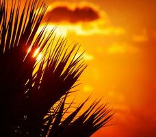 palm silhouet over- zonsondergang foto