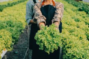 boer cultiveren gezond voeding biologisch salade groenten in hydrocultuur agribusiness boerderij. foto