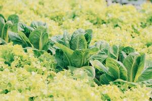 boer cultiveren gezond voeding biologisch salade groenten in hydrocultuur agribusiness boerderij. foto