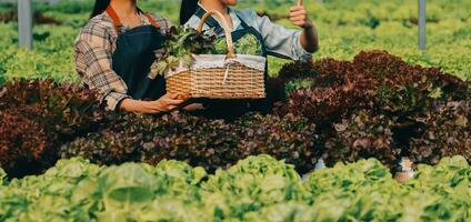 boer cultiveren gezond voeding biologisch salade groenten in hydrocultuur agribusiness boerderij. foto