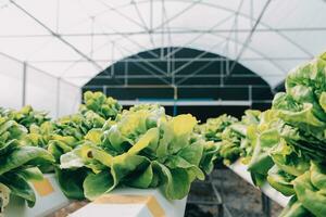 boer cultiveren gezond voeding biologisch salade groenten in hydrocultuur agribusiness boerderij. foto