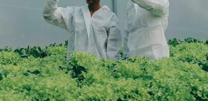 twee Aziatisch boeren inspecteren de kwaliteit van biologisch groenten gegroeid gebruik makend van hydrocultuur. foto