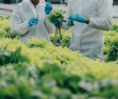 twee Aziatisch boeren inspecteren de kwaliteit van biologisch groenten gegroeid gebruik makend van hydrocultuur. foto