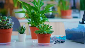 detailopname van bloemen Aan keuken tafel bereid voor aanplant Bij huis. gebruik makend van vruchtbaar bodem met Schep wit keramisch bloempot en bloemenhuis planten klaar naar worden fabriek Bij huis huis tuinieren voor decoratie foto