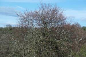 mooi bomen en planten Bij platteland van Engeland uk foto
