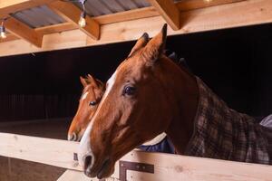 portret dichtbij omhoog van twee rasecht zadel paarden vervelend geruit deken foto