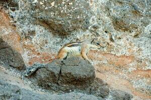 een chipmunk is staand Aan een rots met haar poten Aan de grond foto