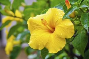 ai gegenereerd dichtbij omhoog mooi geel hibiscus bloem. ai gegenereerd foto