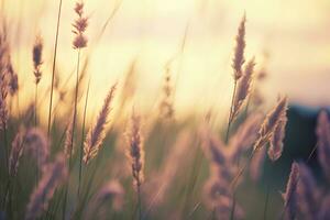 ai gegenereerd wild gras in de Woud Bij zonsondergang. abstract zomer natuur achtergrond. generatief ai foto