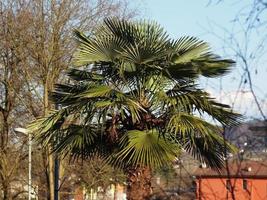 groene palmboom aka arecaceae foto