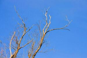 dood boom tegen de blauw lucht foto