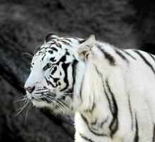 een wit tijger is staand in voorkant van een rots foto