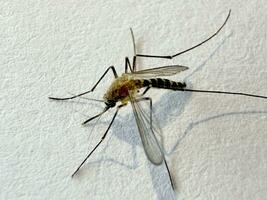 mug geïsoleerd Aan wit papier achtergrond aedes aegypti mug. dichtbij omhoog een mug malaria foto