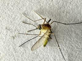 mug geïsoleerd Aan wit papier achtergrond aedes aegypti mug. dichtbij omhoog een mug malaria foto