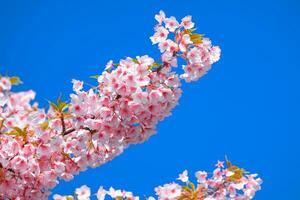 kers bloesem sakura roze bloem tegen blauw lucht mooi Aan achtergrond een voorjaar dag foto