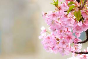 zacht focus, roze kers bloesems sakura in Japan Aan achtergrond foto