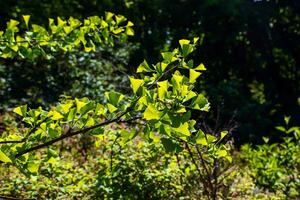 ginkgo boom of ginkgo biloba of ginkgo met helder groen nieuw bladeren. foto