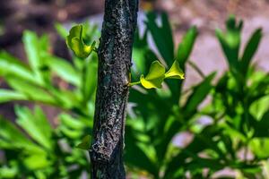 ginkgo boom of ginkgo biloba of ginkgo met helder groen nieuw bladeren. foto