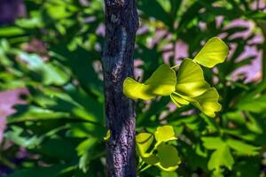 ginkgo boom of ginkgo biloba of ginkgo met helder groen nieuw bladeren. foto