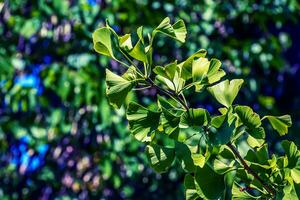 ginkgo boom of ginkgo biloba of ginkgo met helder groen nieuw bladeren. foto