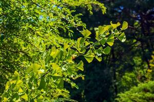 ginkgo boom of ginkgo biloba of ginkgo met helder groen nieuw bladeren. foto