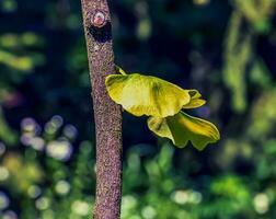 ginkgo boom of ginkgo biloba of ginkgo met helder groen nieuw bladeren. foto