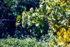 ginkgo boom of ginkgo biloba of ginkgo met helder groen nieuw bladeren. foto