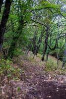 landelijk berglandschap van de Kaukasus foto