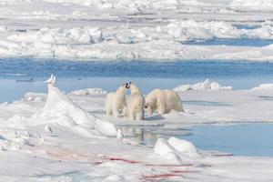 moeder van een wilde ijsbeer en twee jonge welpen op het pakijs, ten noorden van svalbard arctisch noorwegen foto