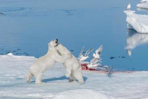 twee jonge wilde ijsbeerwelpen spelen op pakijs in de arctische zee, ten noorden van svalbard foto