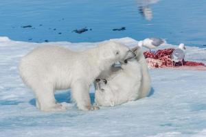 twee jonge wilde ijsbeerwelpen spelen op pakijs in de arctische zee, ten noorden van svalbard foto