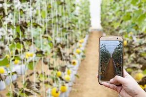 boer observeert een foto van een meloen die in de mobiele telefoon is opgeslagen