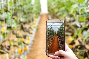 boer observeert een foto van een meloen die in de mobiele telefoon is opgeslagen