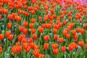 kleurrijke tulpen in de tuin. foto