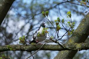 heel schattig duiven Bij lokaal openbaar park van Engeland foto