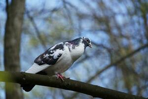 heel schattig duiven Bij lokaal openbaar park van Engeland foto