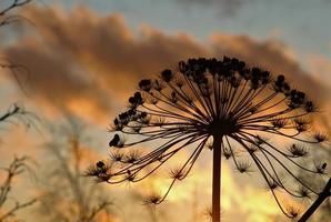 wilde bloem silhouet op zonsondergang achtergrond foto