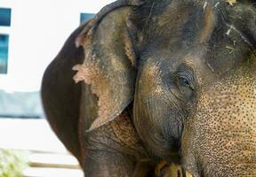 detailopname en Bijsnijden ziek olifant lijden van opruiend oog ziekte aan het wachten voor behandeling in foto