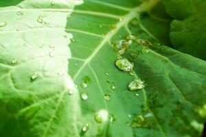 regen druppels met zon licht en schaduw van schaduw Aan een groot groen bladeren. foto