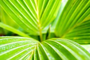 top visie, detailopname en Bijsnijden van groen palm blad structuur en achtergrond. foto