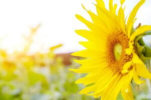 detailopname en kant visie van zonnebloem Aan wazig met zon gloed en lucht achtergrond. foto