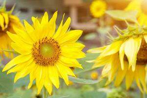 zonnebloemen Aan wazig veld- bloemen met zon gloed achtergrond. foto