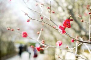 mooi rood Pruim bloesem bloeiend Aan boom brunch en wazig achtergrond. foto